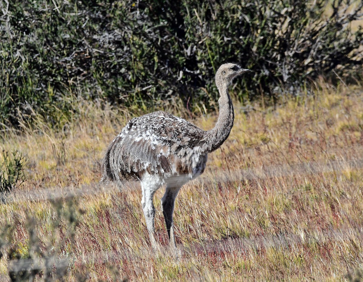 Lesser Rhea - Francisco Hamada