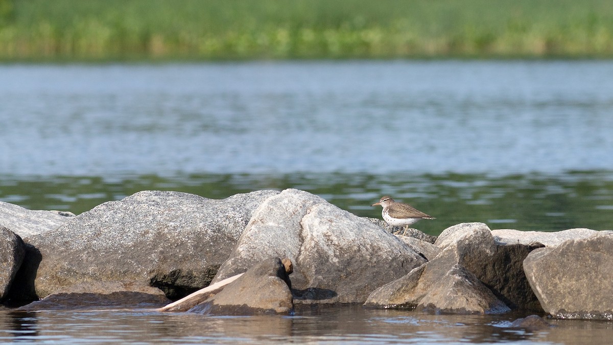 Spotted Sandpiper - Todd Kiraly