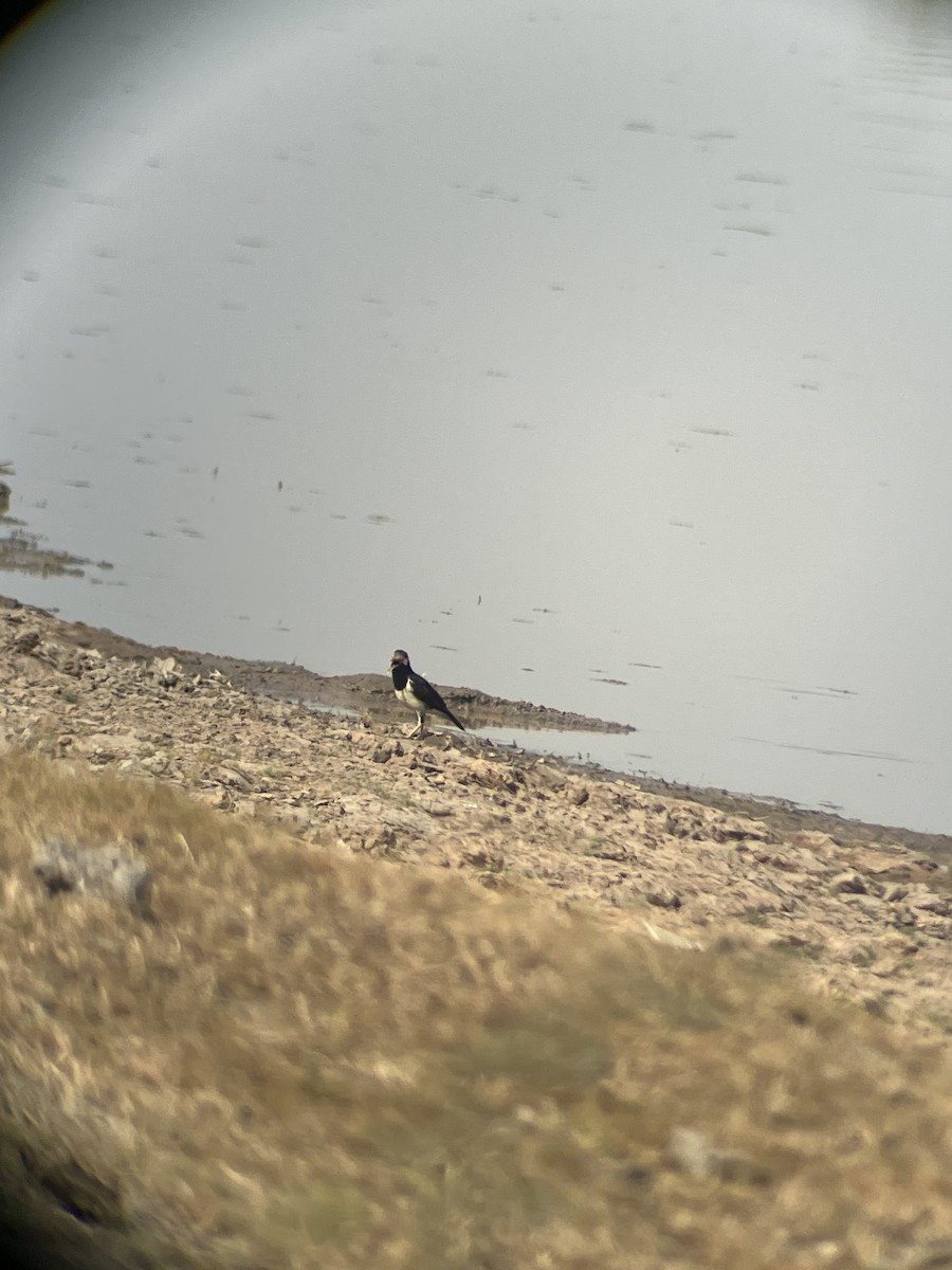 Siamese Pied Starling - ML618962626