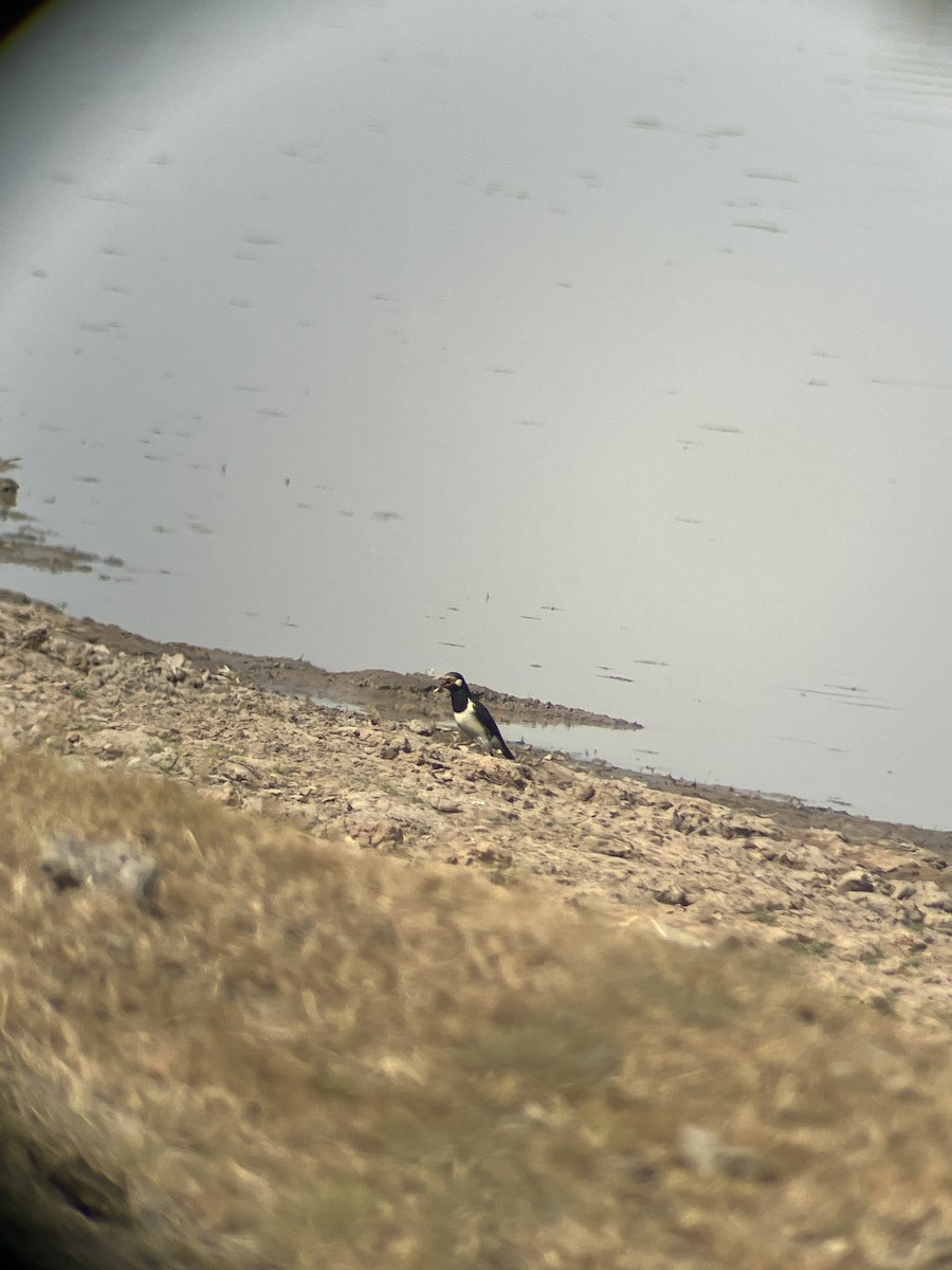 Siamese Pied Starling - João Brito