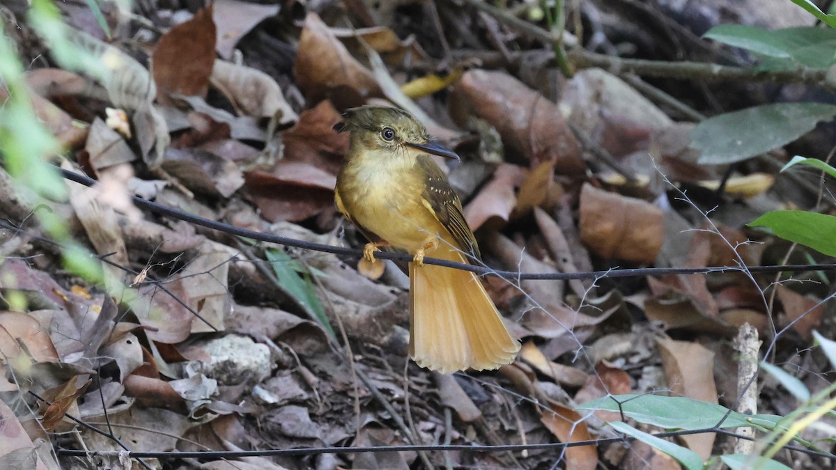 Tropical Royal Flycatcher - ML618962652