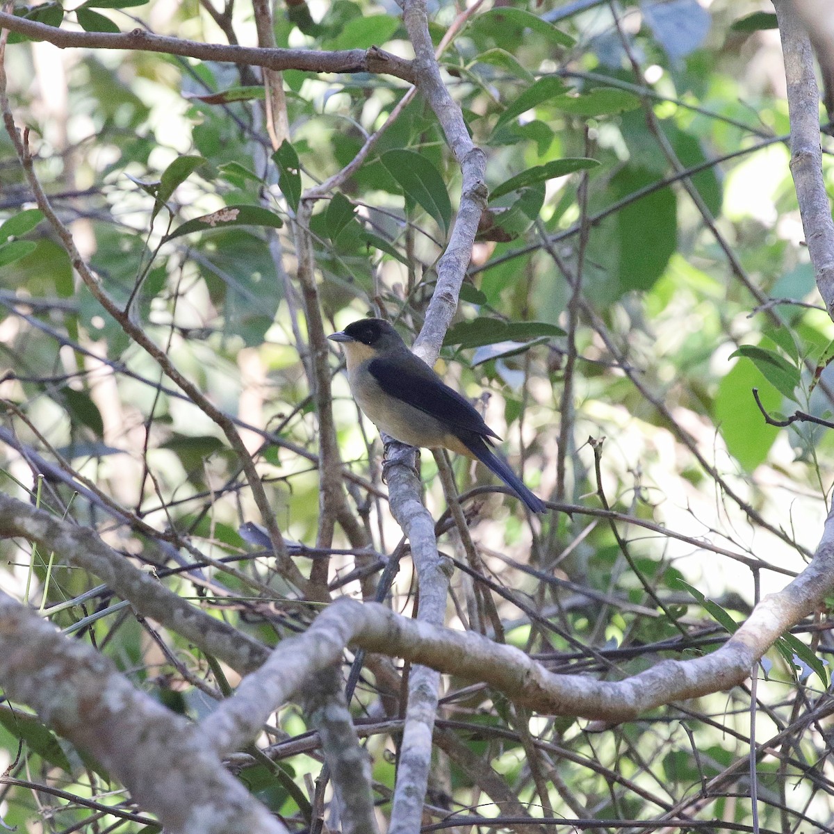 Black-goggled Tanager - ML618962672