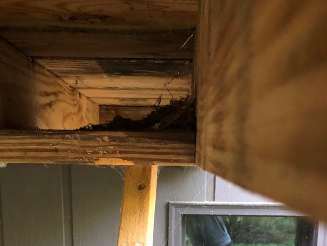 Eastern Phoebe - ML618962686