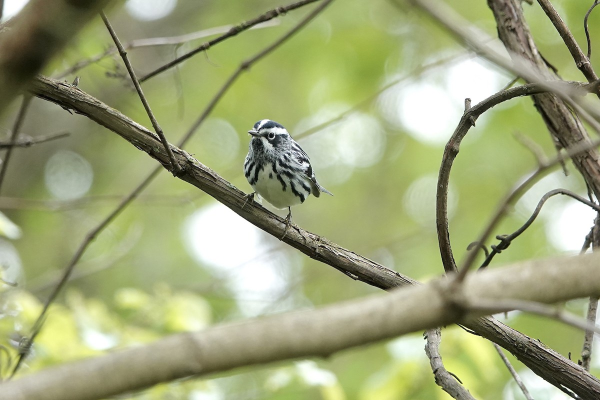 Black-and-white Warbler - Carol MacKenzie