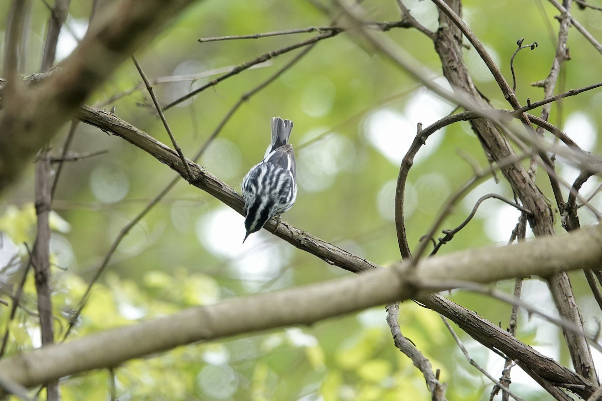 Black-and-white Warbler - Carol MacKenzie