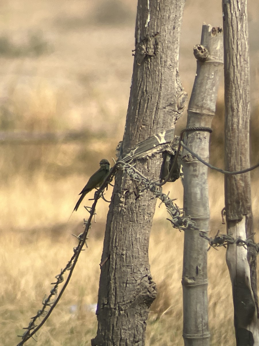 Asian Green Bee-eater - João Brito