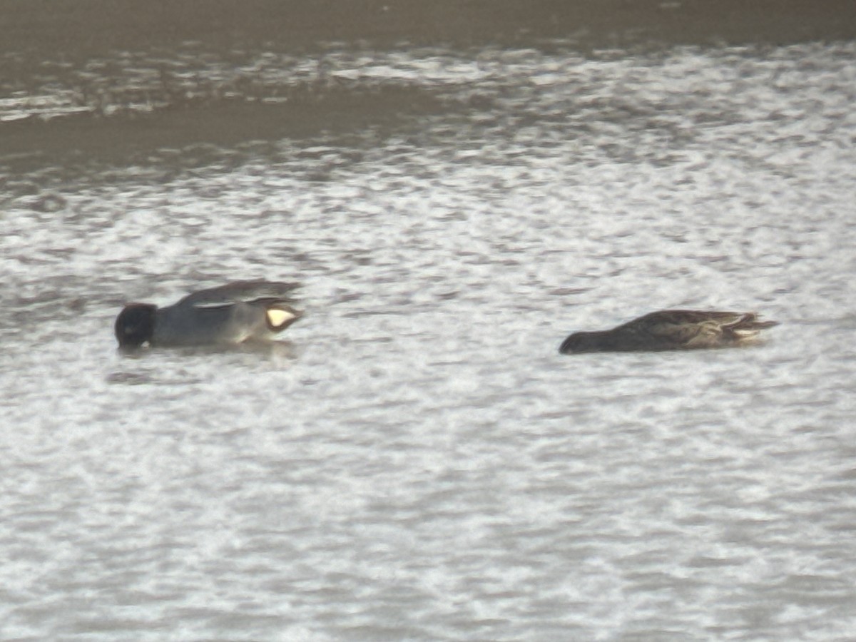 Green-winged Teal (Eurasian) - ML618962743