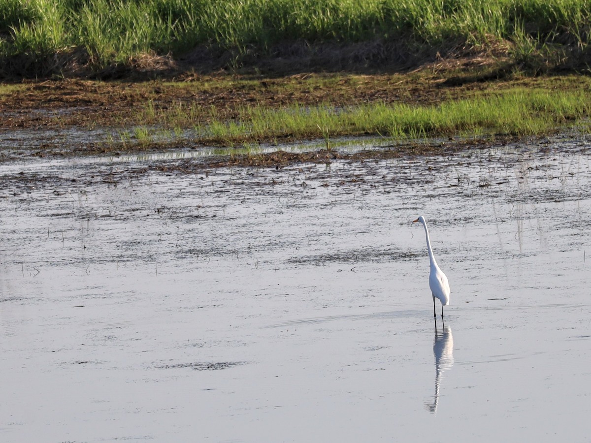 Great Egret - ML618962744