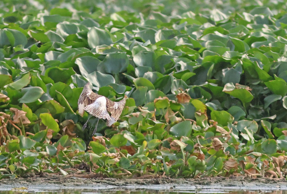 Eurasian Curlew - PANKAJ GUPTA