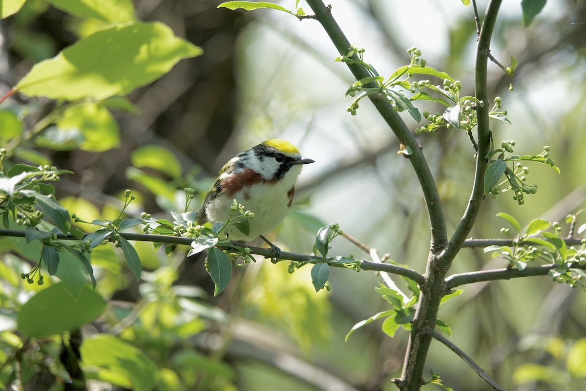 Chestnut-sided Warbler - Carol MacKenzie