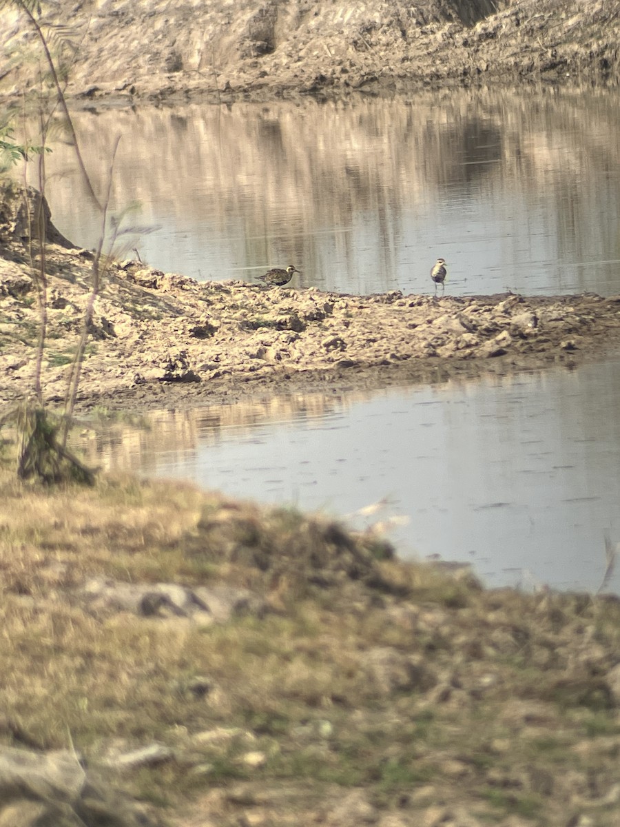 Pacific Golden-Plover - ML618962772