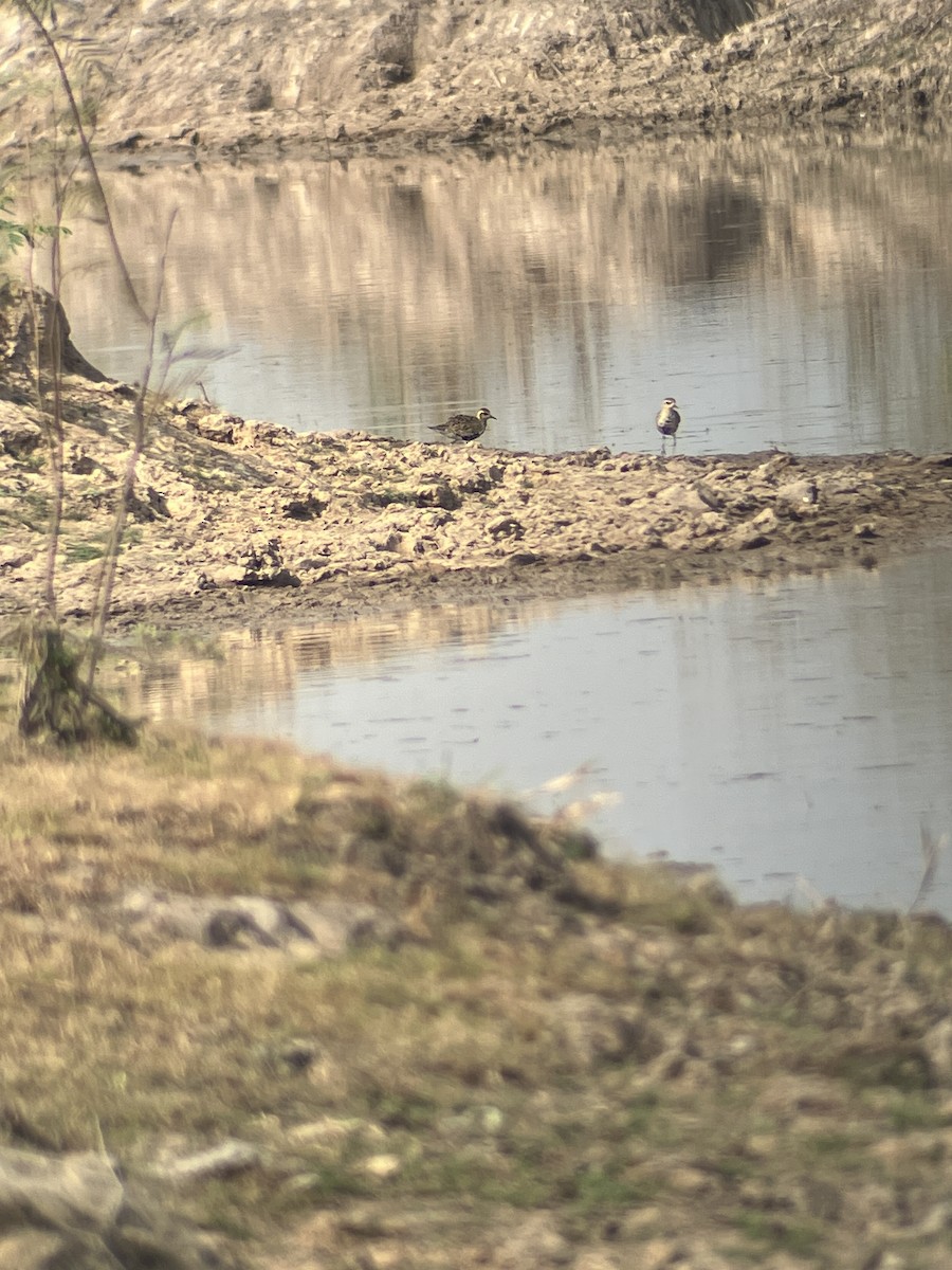 Pacific Golden-Plover - ML618962773