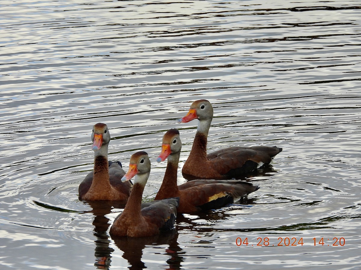 Black-bellied Whistling-Duck - ML618962778