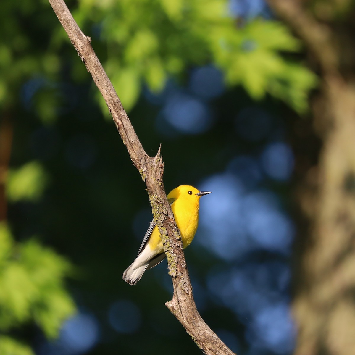 Prothonotary Warbler - ML618962792