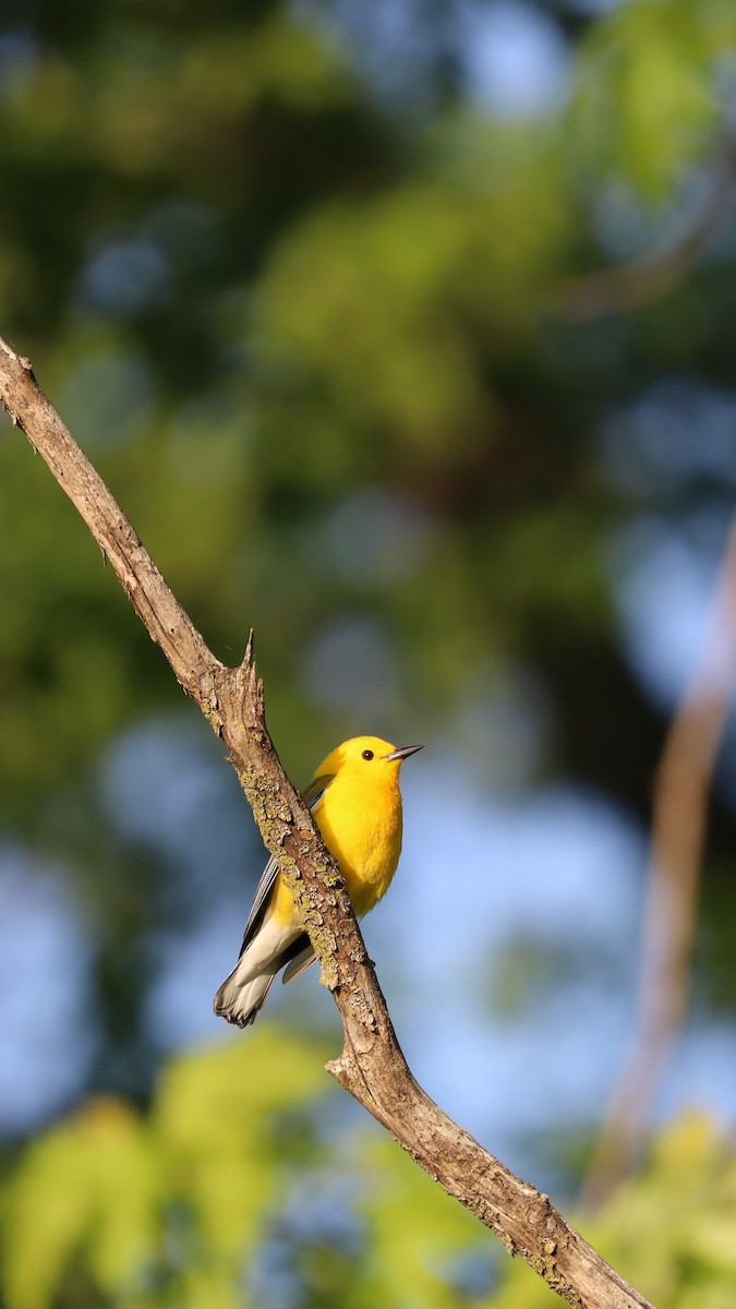 Prothonotary Warbler - ML618962793