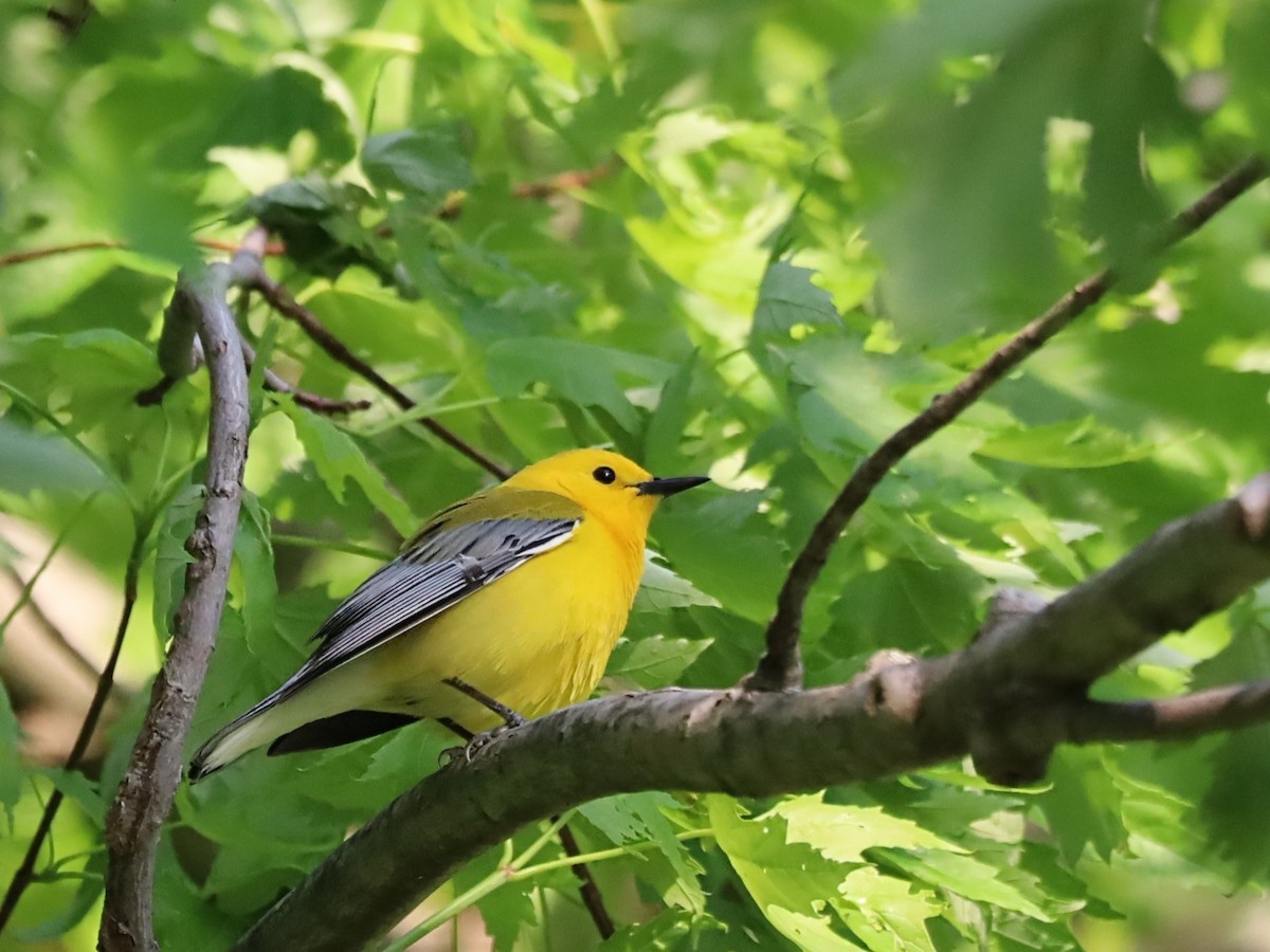 Prothonotary Warbler - ML618962794