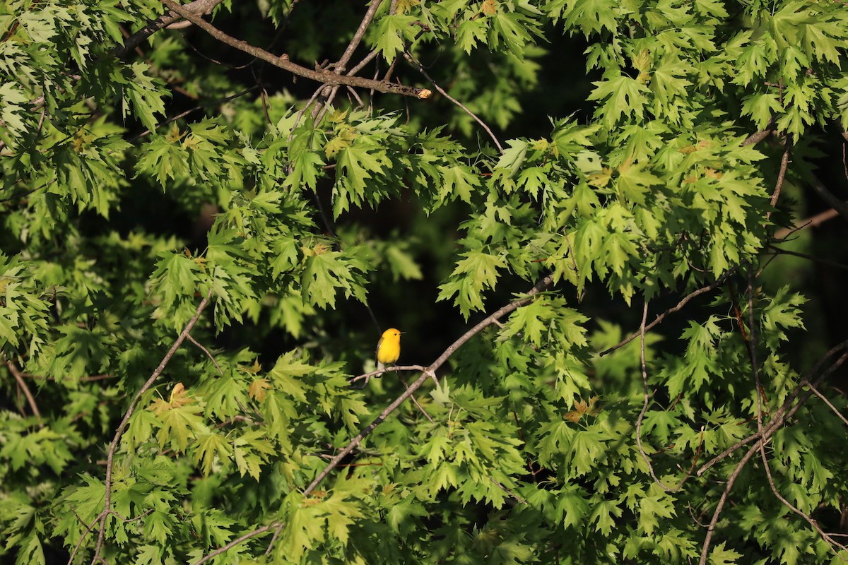 Prothonotary Warbler - ML618962796