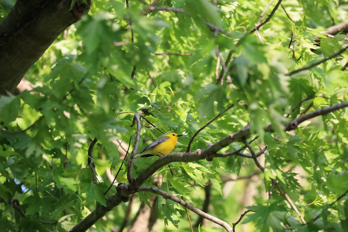 Prothonotary Warbler - ML618962797