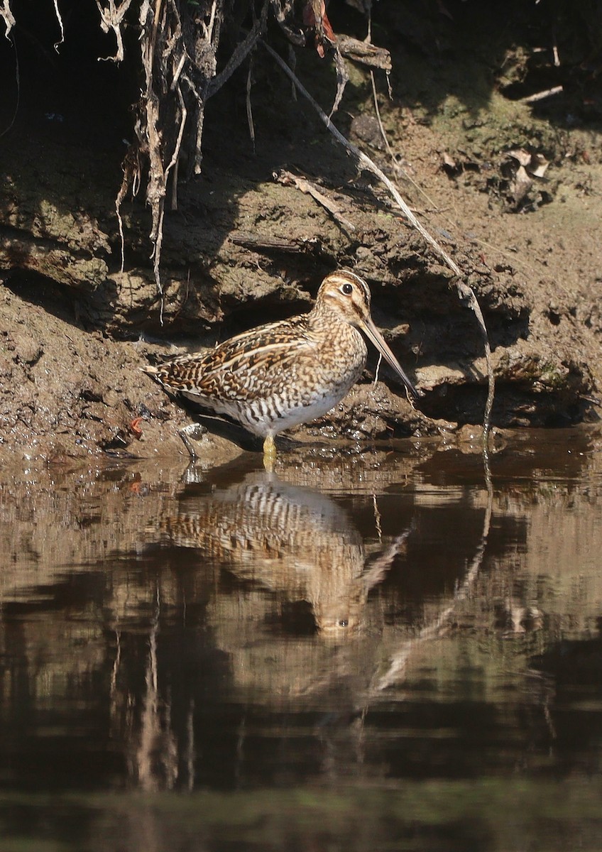 bekasina jihoamerická - ML618962803