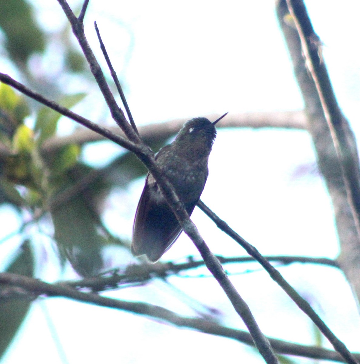 Violet-headed Hummingbird - Andres Rivera higuera