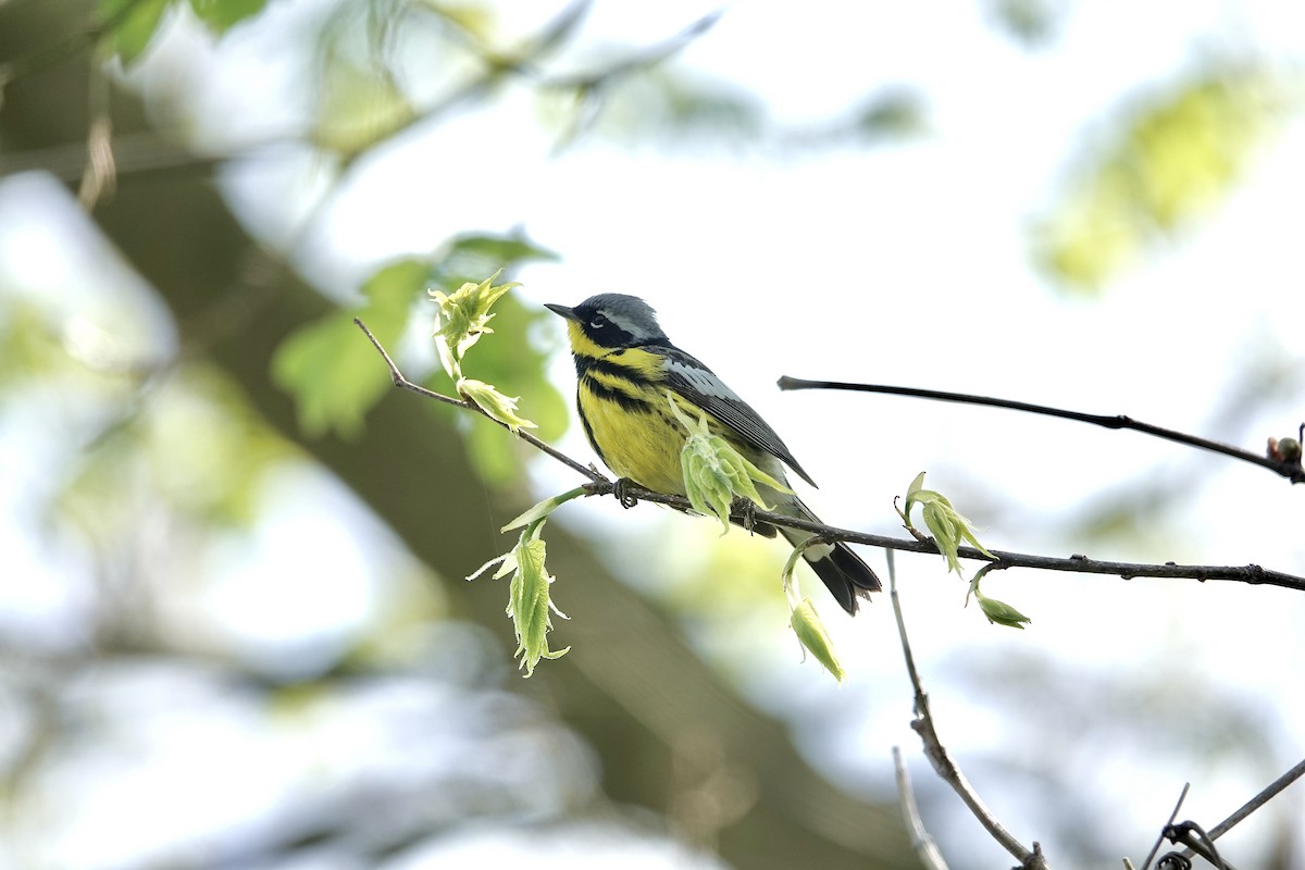 Magnolia Warbler - Carol MacKenzie