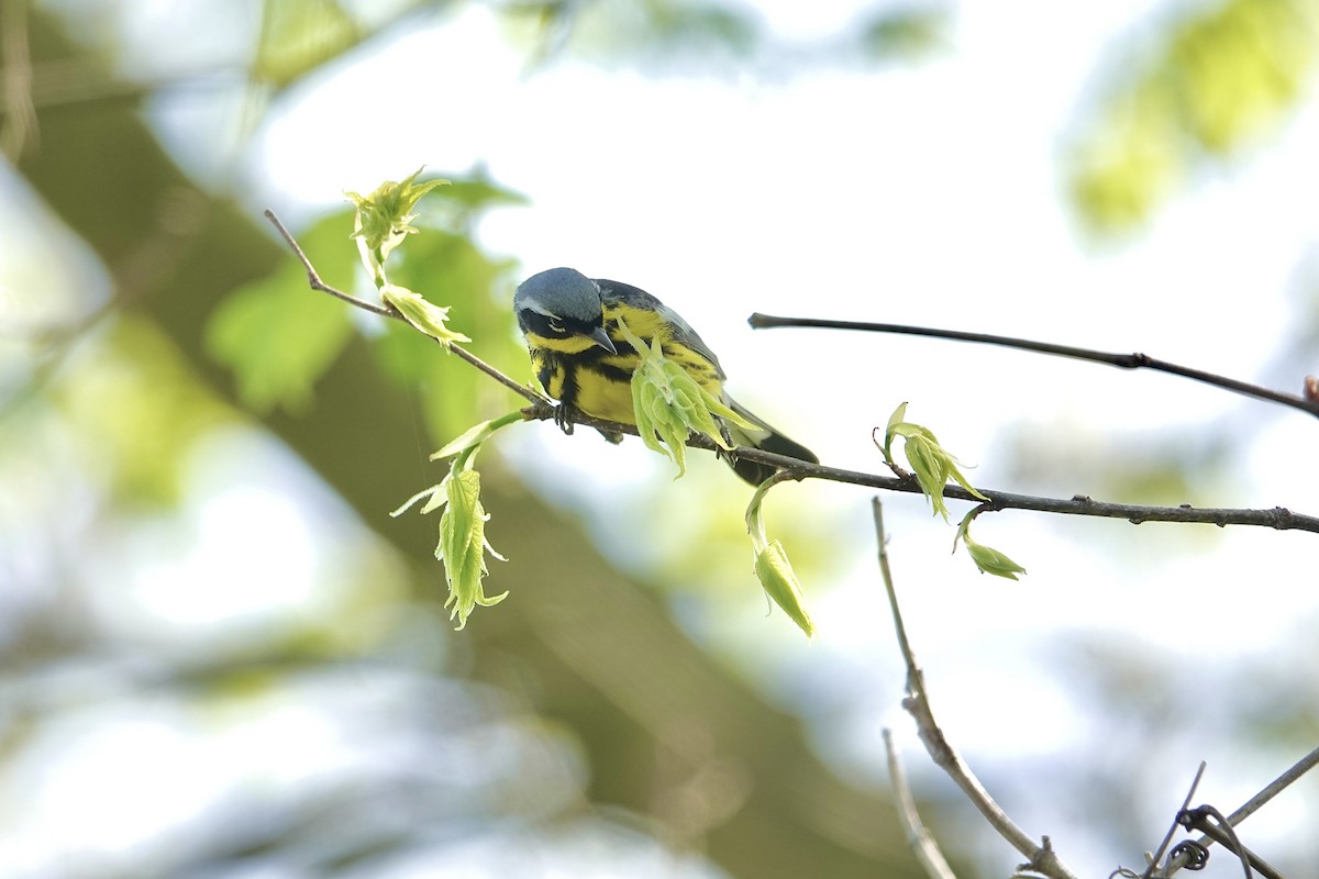 Magnolia Warbler - Carol MacKenzie