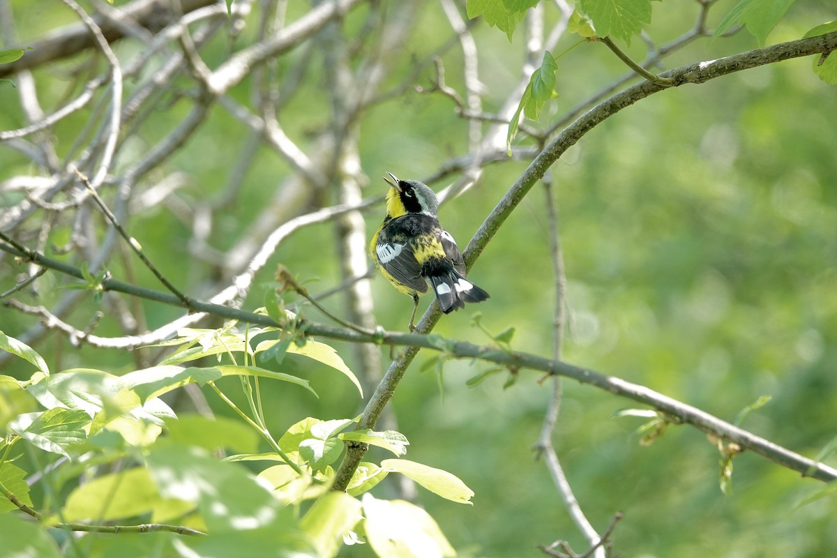 Magnolia Warbler - Carol MacKenzie