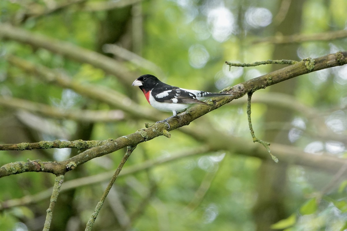 Rose-breasted Grosbeak - ML618962842