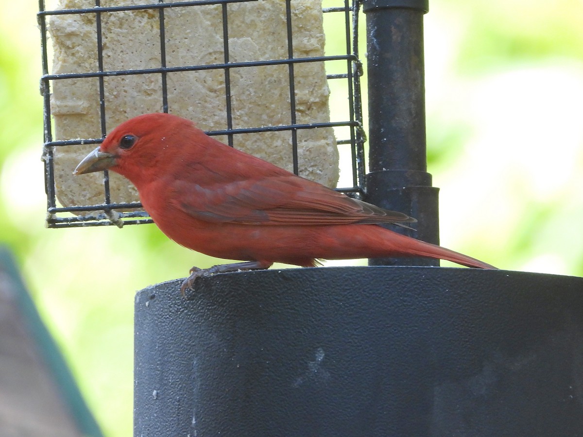 Summer Tanager - Roy Cochrun