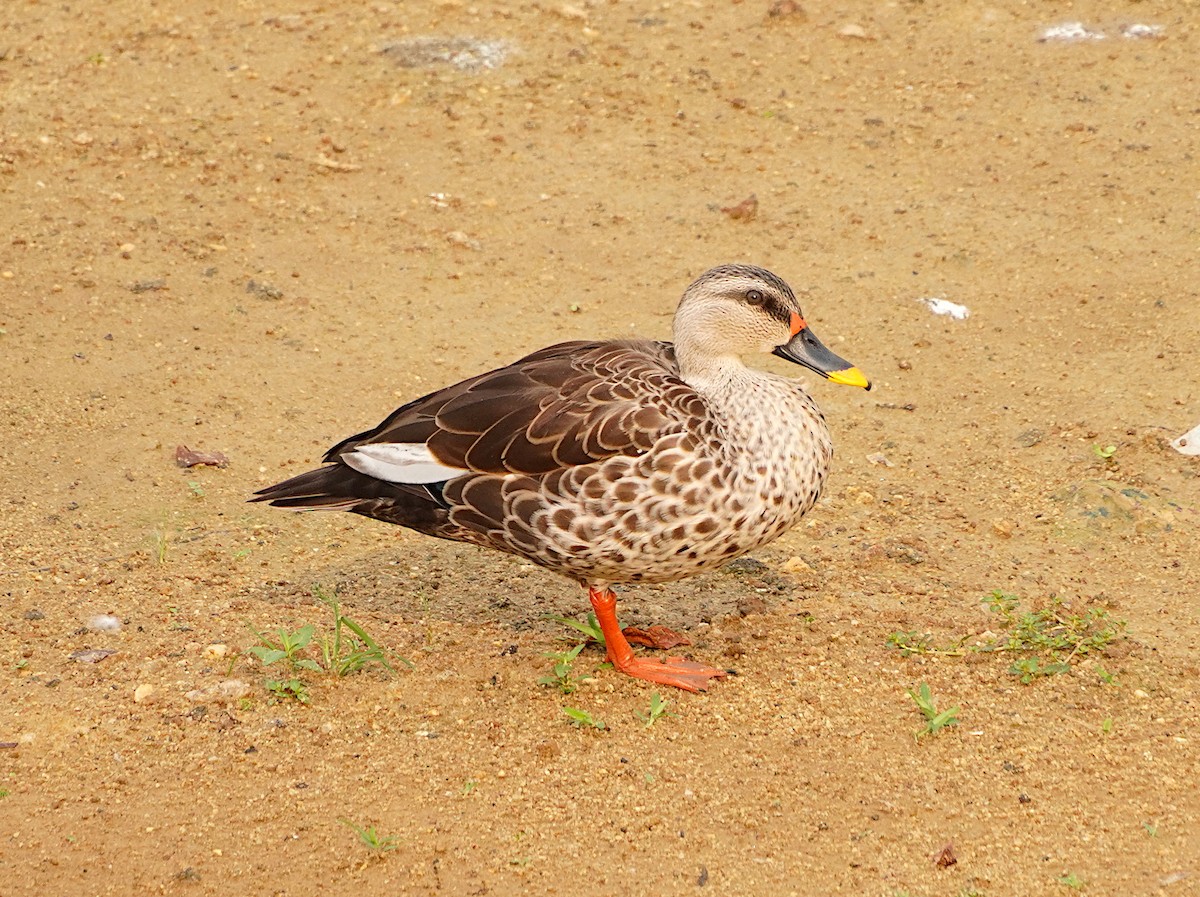 Indian Spot-billed Duck - Ayaan S