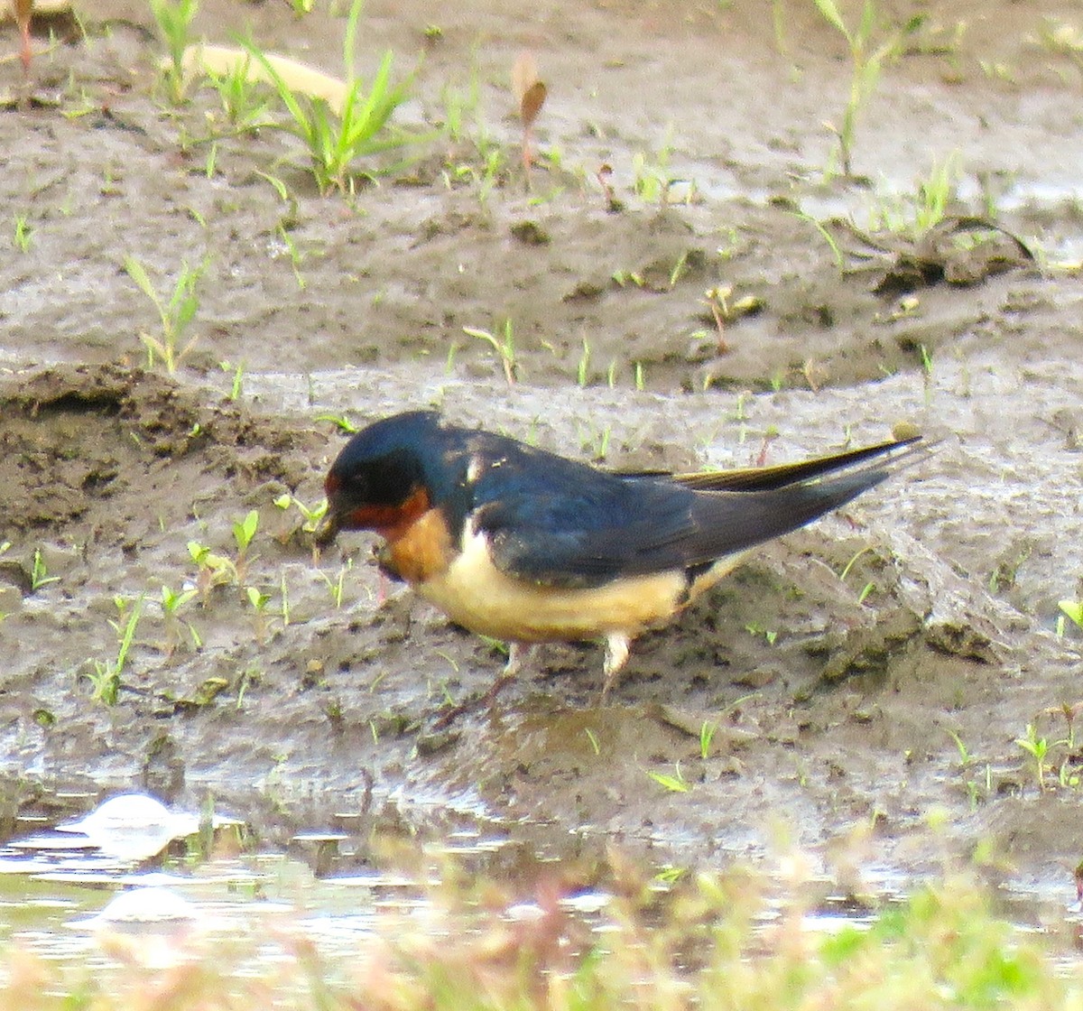 Barn Swallow (American) - ML618962905