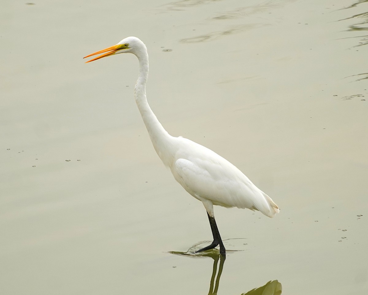 Great Egret - Ayaan S