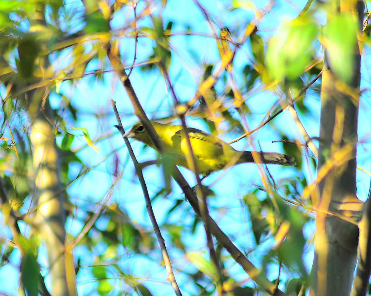 Hepatic Tanager (Lowland) - Jefté Faustino Peixoto