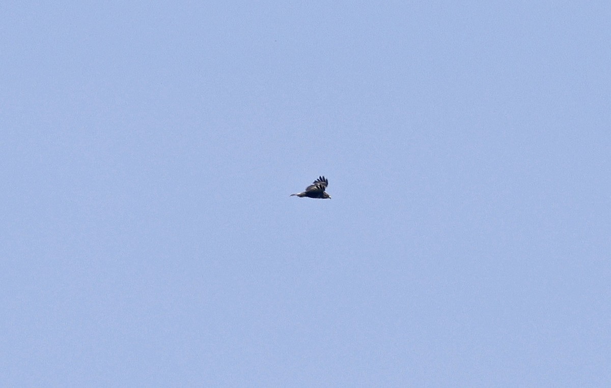 Buse variable - ML618962918