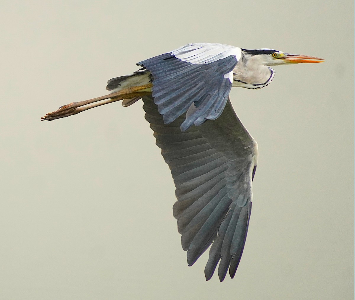 Gray Heron - Ayaan S