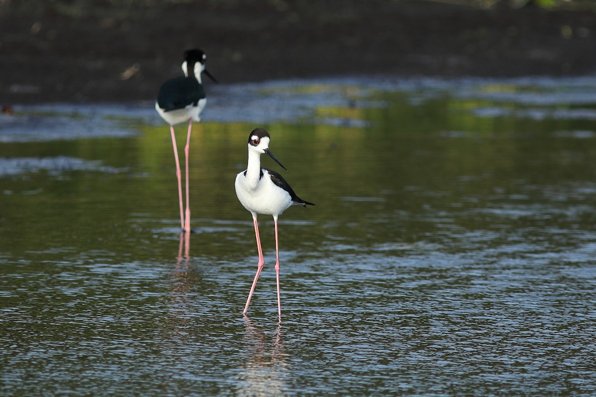 Black-necked Stilt - ML618962948