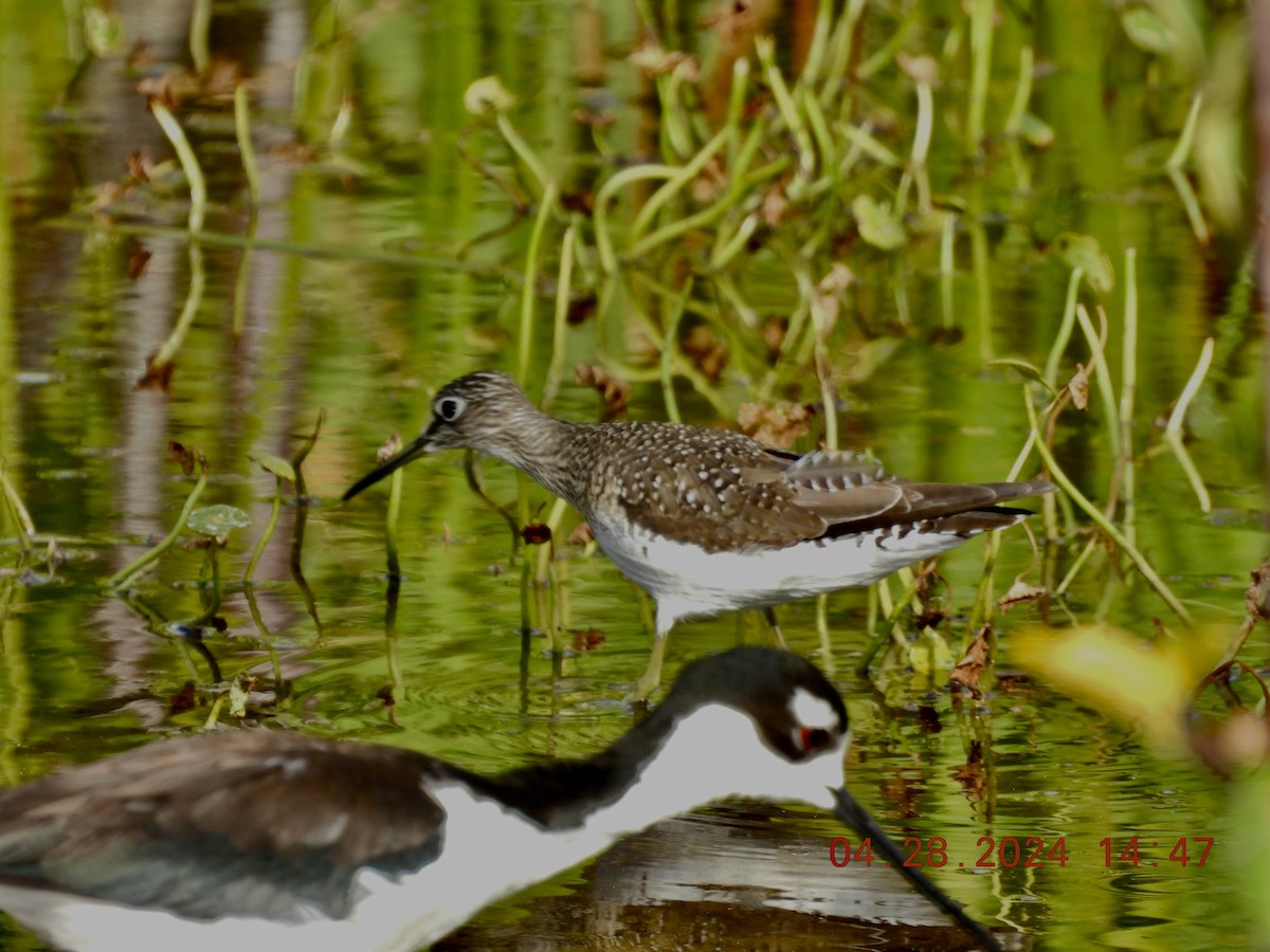 Solitary Sandpiper - Sally Hill