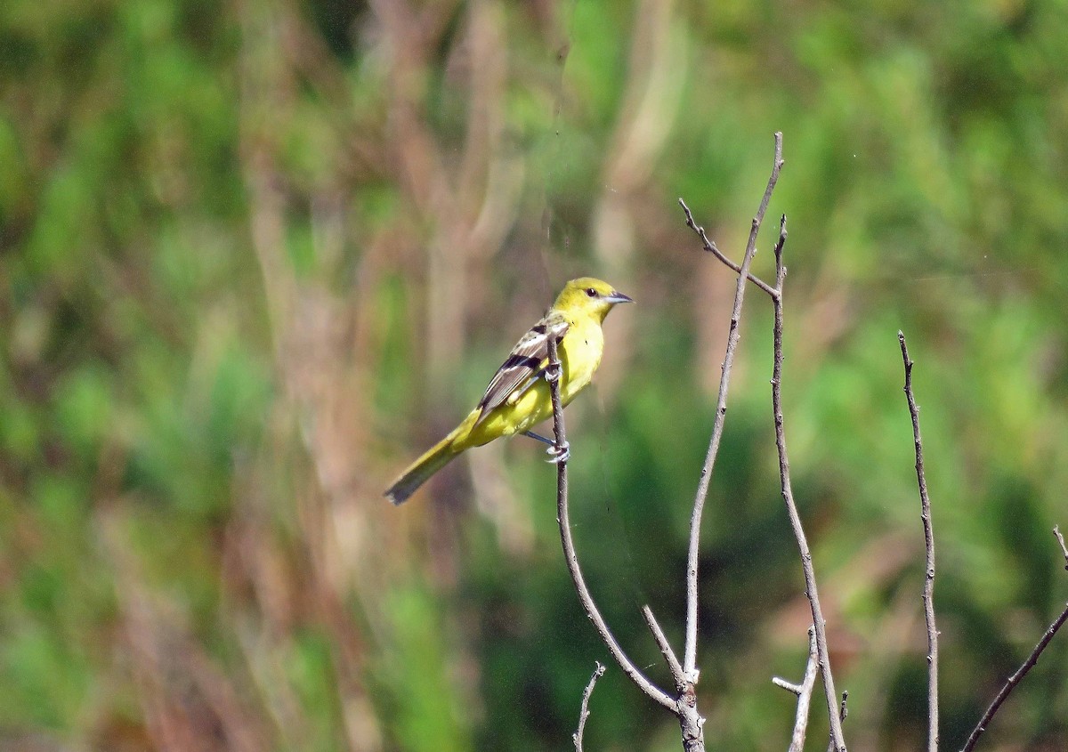 Orchard Oriole - ML618962969