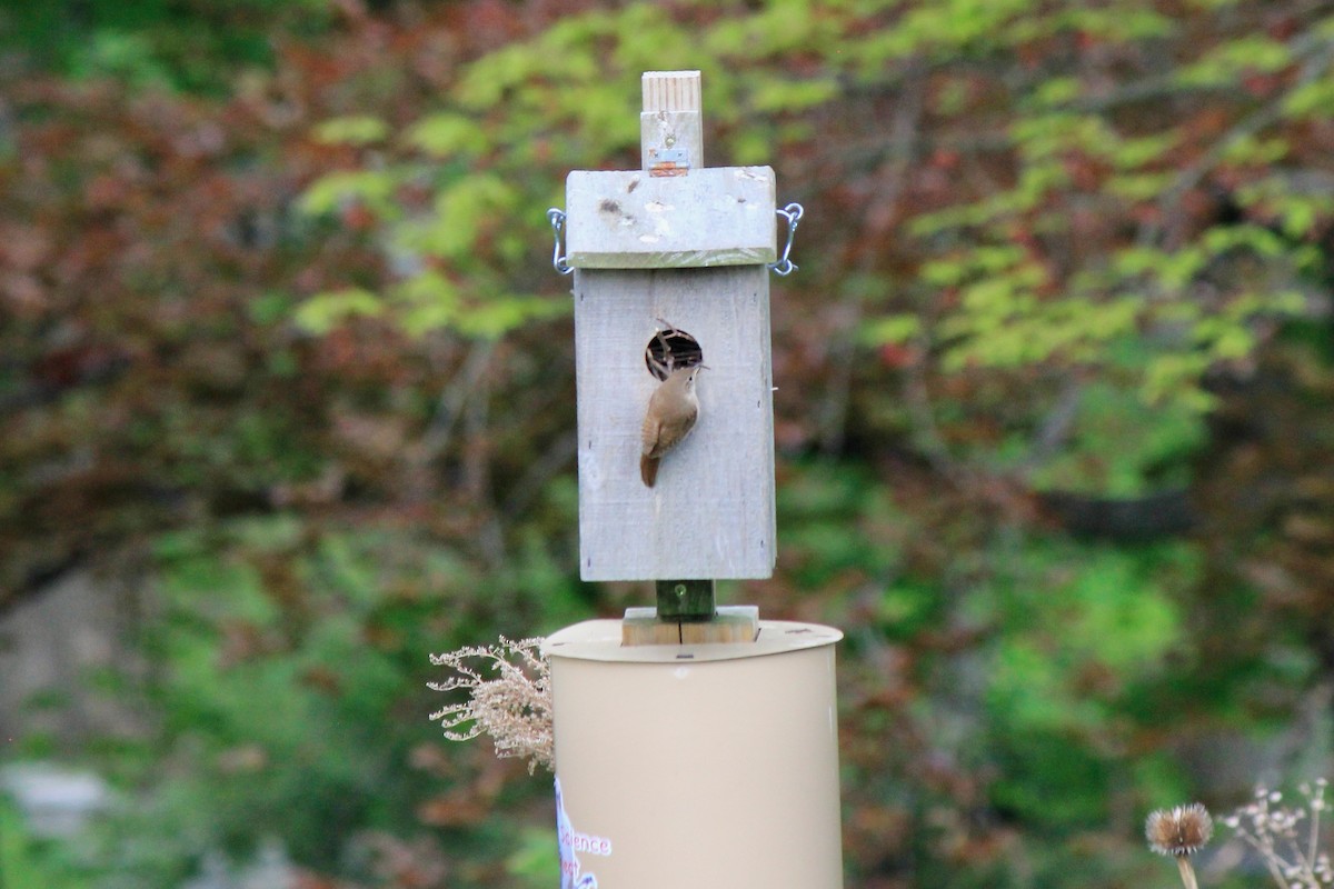 House Wren - Scott Wieman