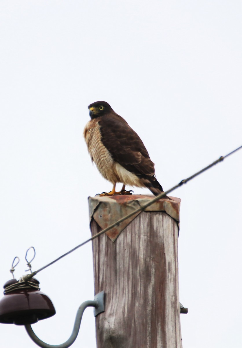 Roadside Hawk - Haydee Cabassi