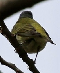 Tennessee Warbler - ML618962994