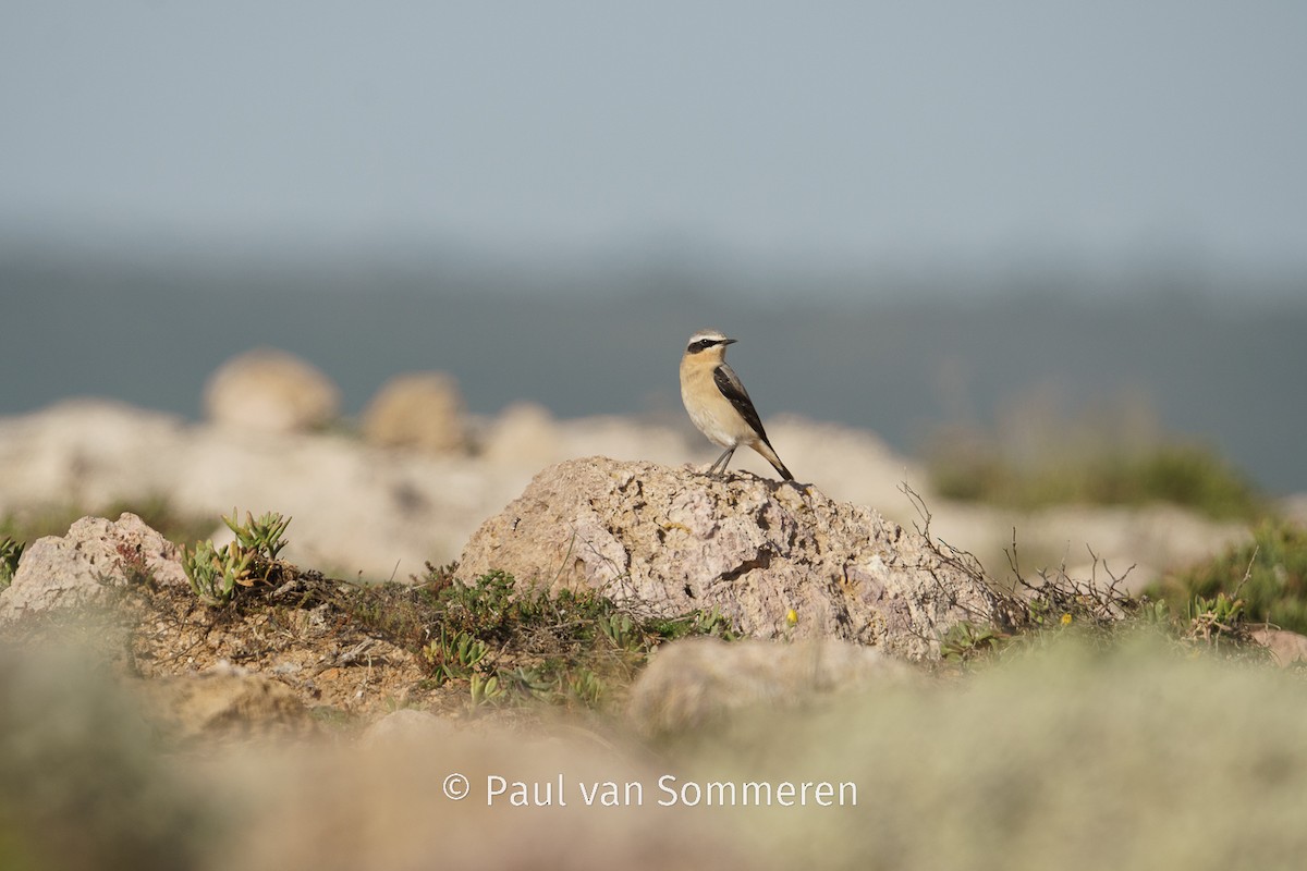 Northern Wheatear - Paul van Sommeren