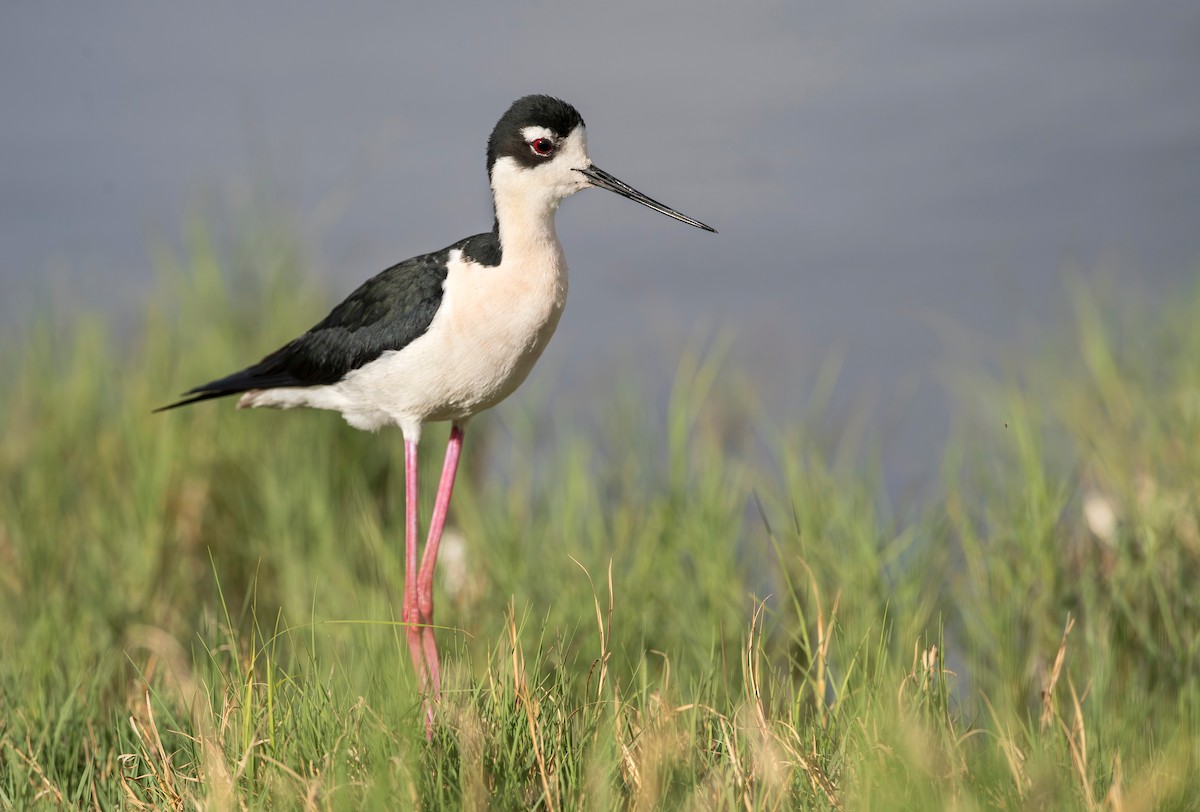 Black-necked Stilt - Randall Roberts