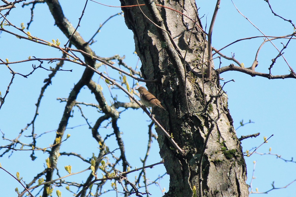 Swainson's Thrush - Scott Wieman