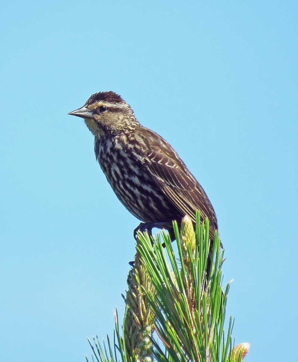 Red-winged Blackbird - ML618963020