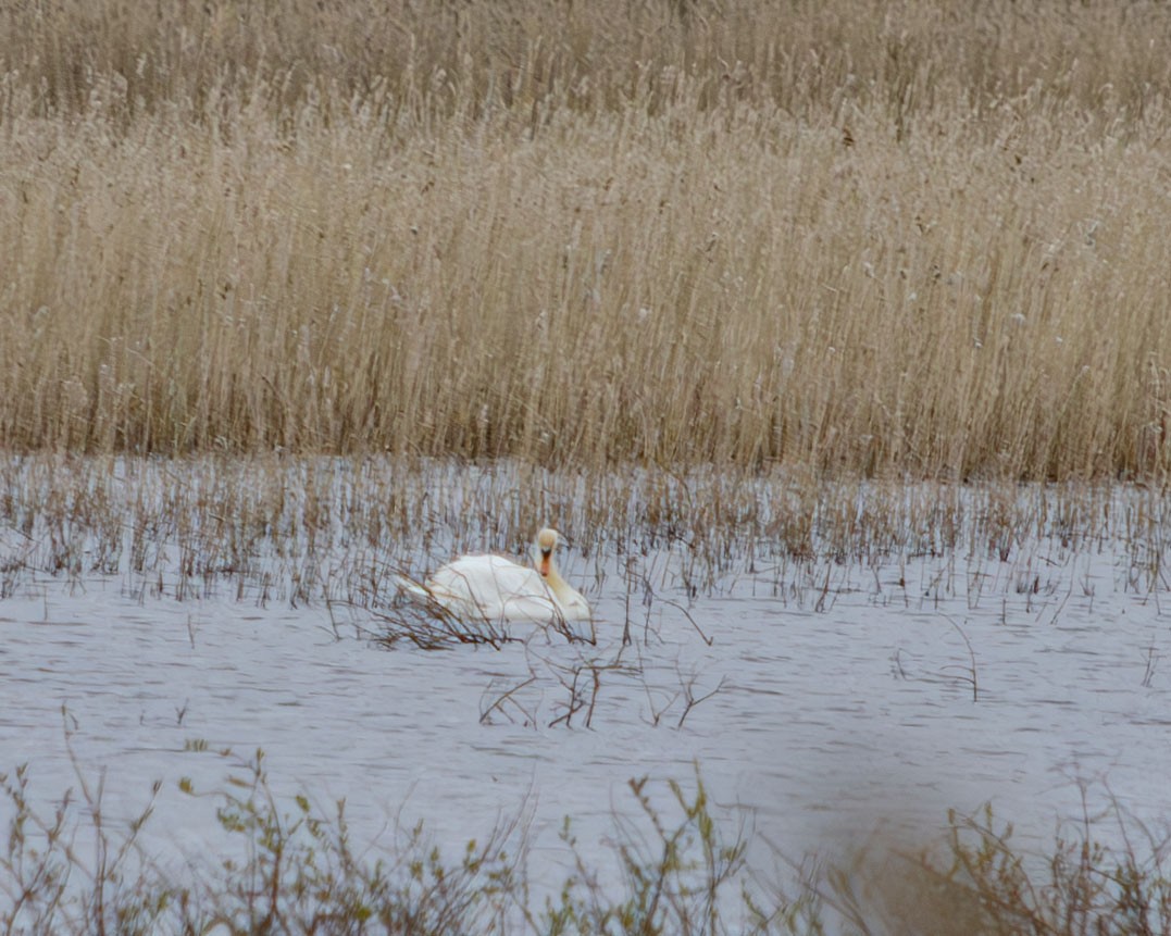 Mute Swan - Анастасия Яковлева