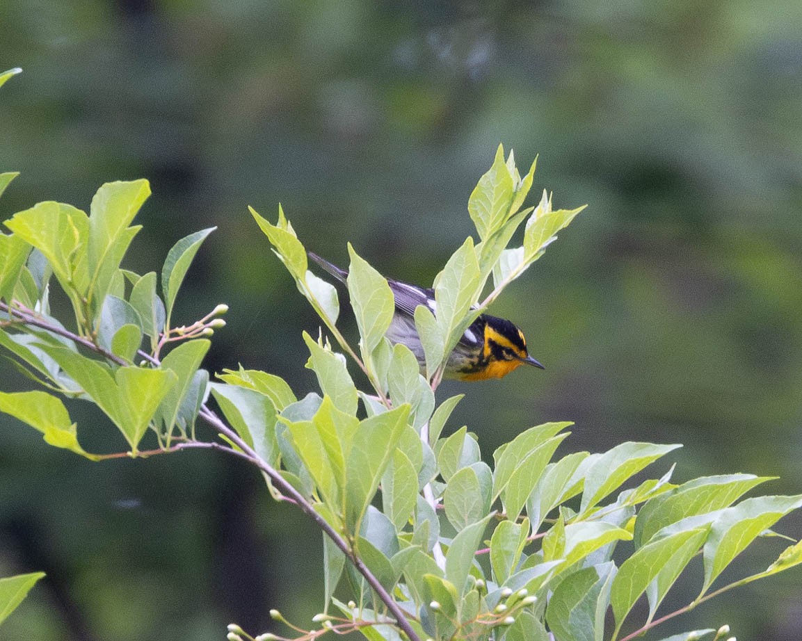 Blackburnian Warbler - ML618963043