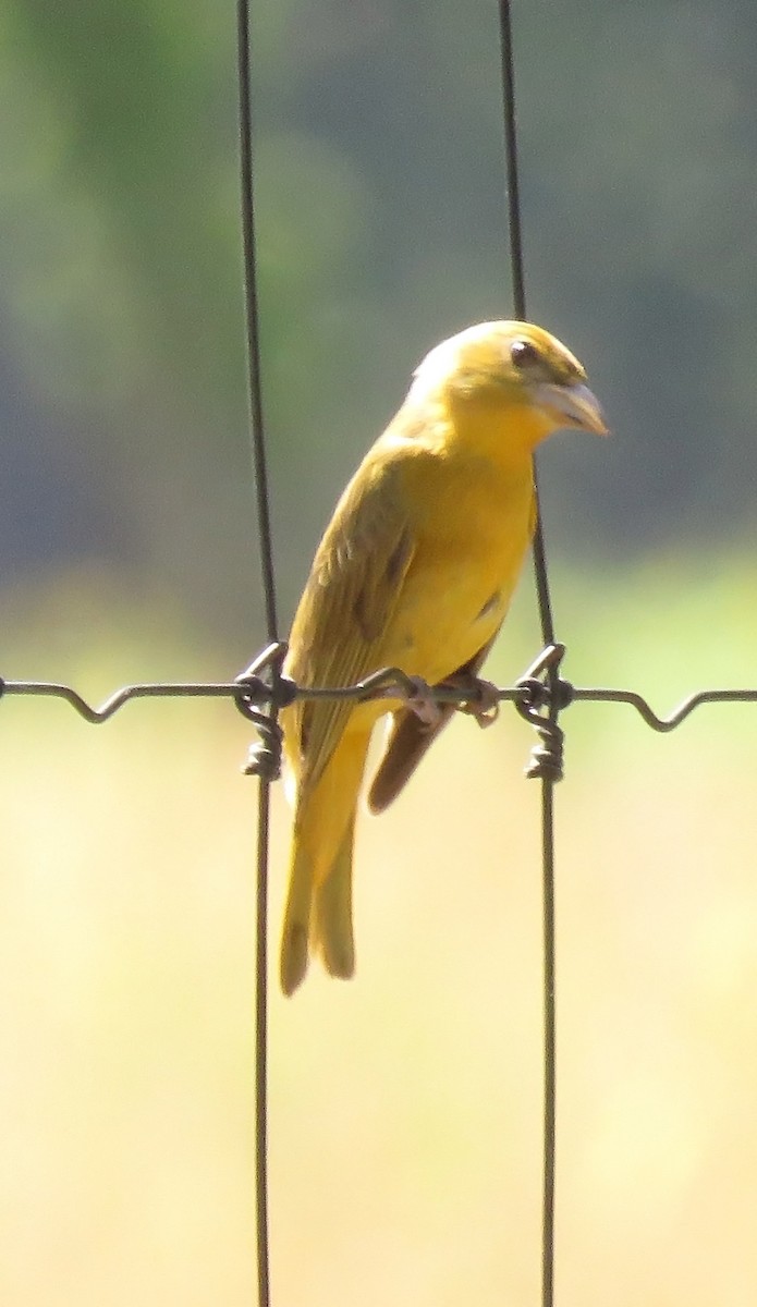 Summer Tanager - ML618963046