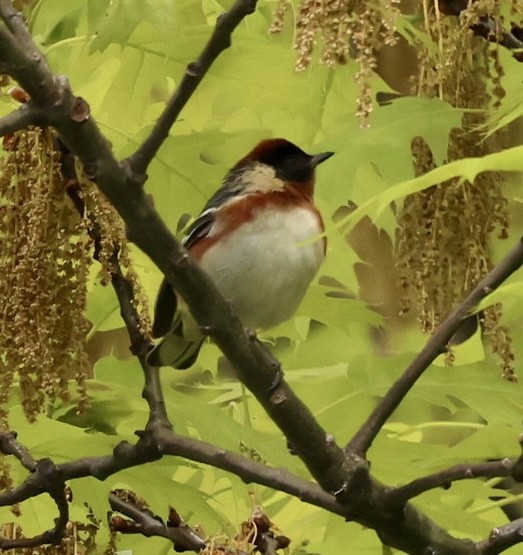 Bay-breasted Warbler - ML618963050