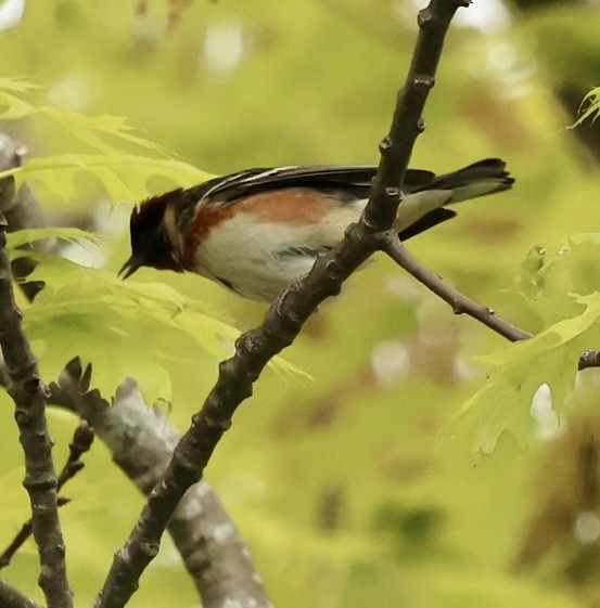 Bay-breasted Warbler - ML618963052